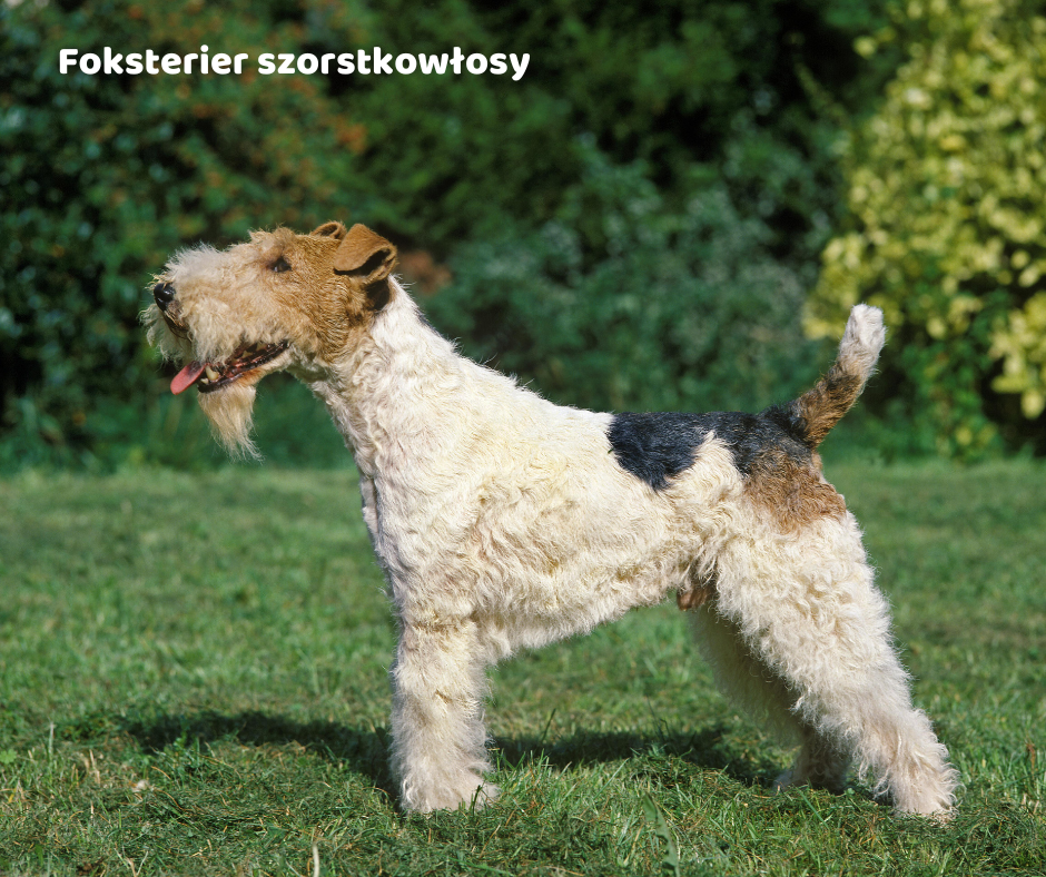 Foksterier szorstkowłosy jaki jest i na co choruje