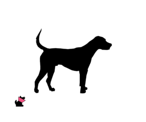 Foxhound amerykański jaki jest i na co choruje