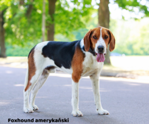 Foxhound amerykański jaki jest i na co choruje