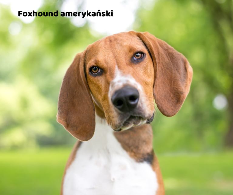 Foxhound amerykański jaki jest i na co choruje