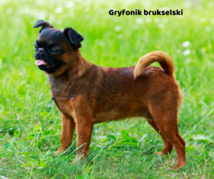 Gryfonik brukselski jaki jest i na co choruje