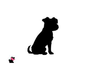 Gryfonik brukselski jaki jest i na co choruje