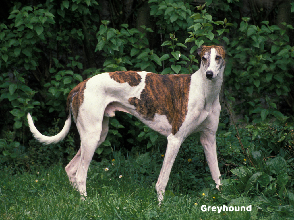 Greyhound opis rasy, charakter i zdrowie