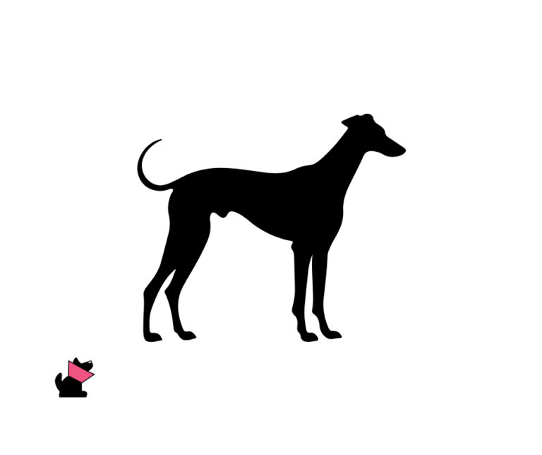 Greyhound opis rasy, charakter i zdrowie