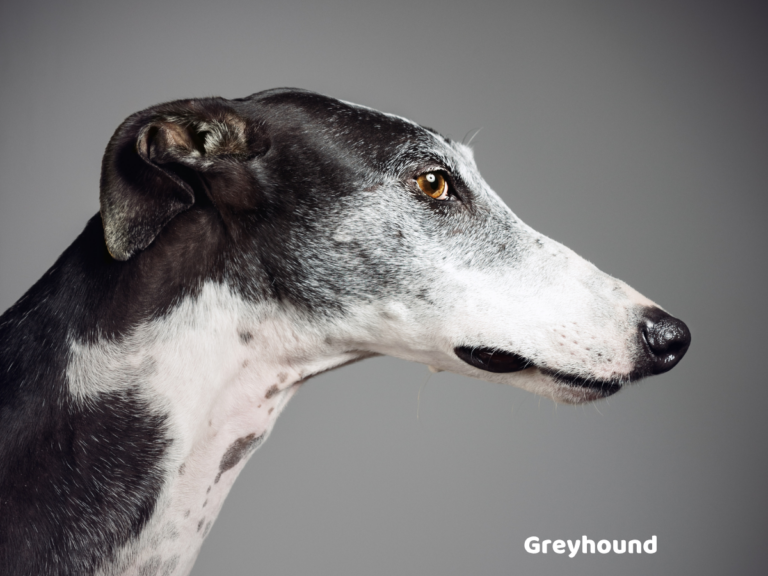 Greyhound opis rasy, charakter i zdrowie