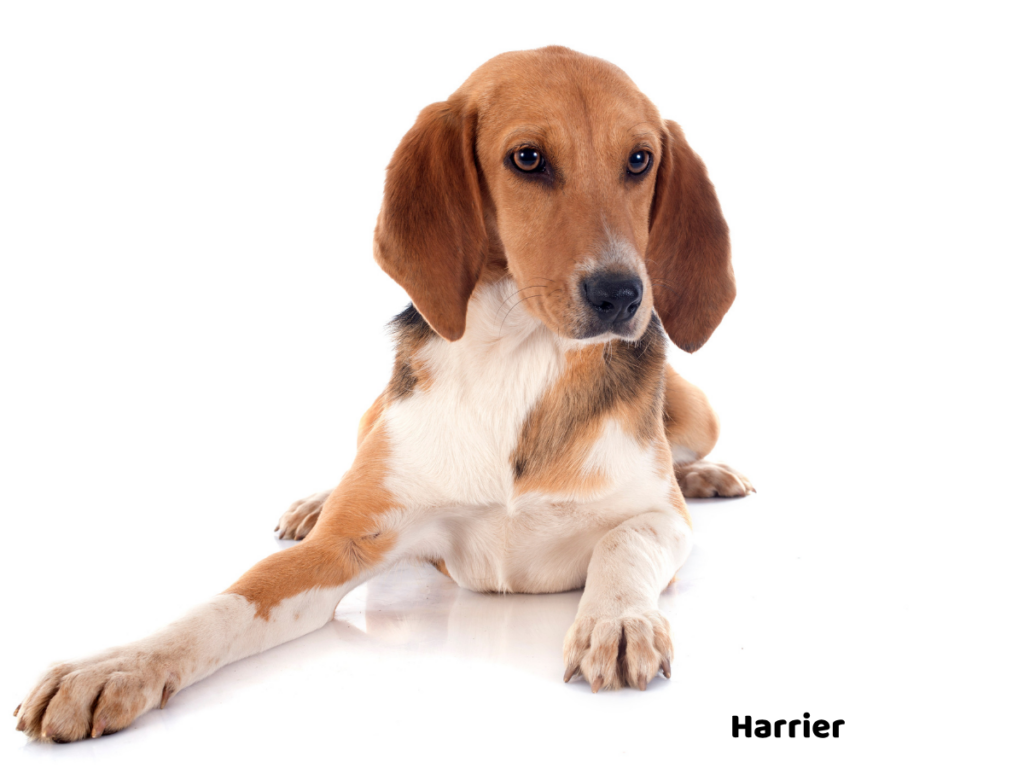 Harrier jaki jest i na co choruje?